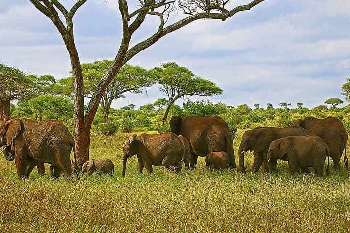 3-Day Serengeti & Tarangire Safari from Arusha — Big Cats, Elephants and Scenic Flight photo 2