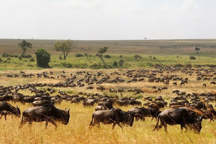 3-Day Serengeti & Tarangire Safari from Arusha — Big Cats, Elephants and Scenic Flight photo 5