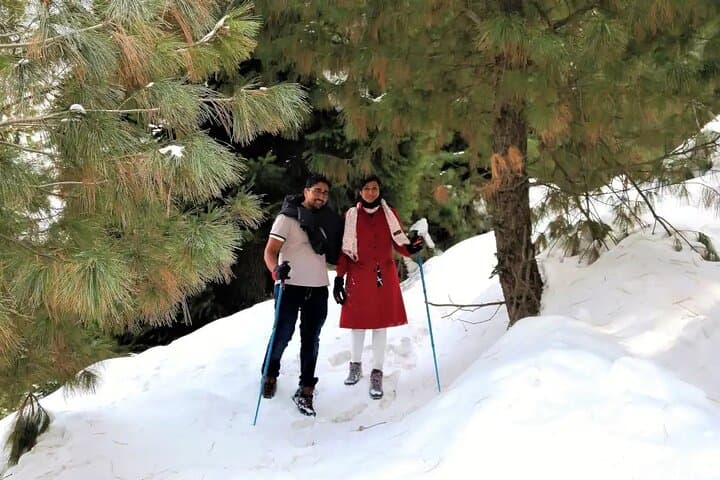 Mohanmarg Meadow Full-Day Trek: Pine-Forest Hike Above Sind Valley