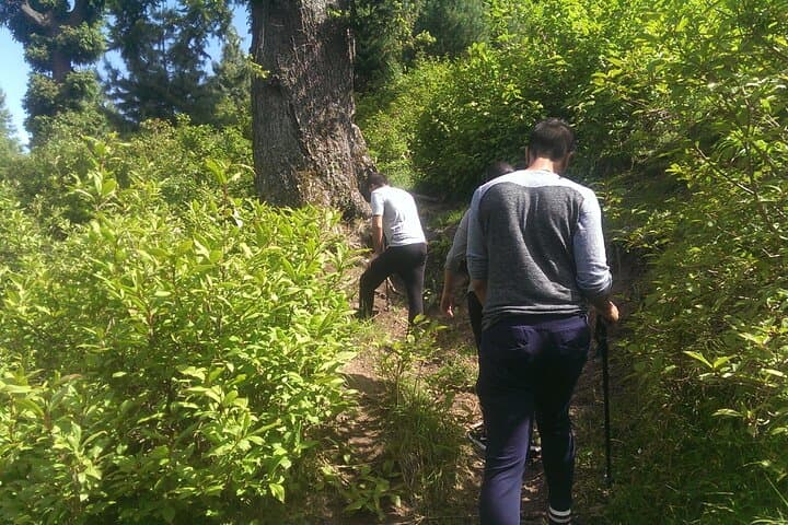 Mohanmarg Meadow Full-Day Trek: Pine-Forest Hike Above Sind Valley photo 6