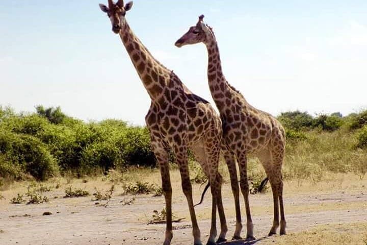 Chobe Day Trip from Livingstone — Big Five River Safari on the Chobe photo 4
