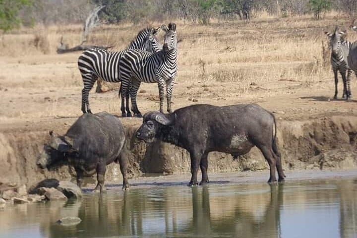Chobe Day Trip from Livingstone — Big Five River Safari on the Chobe photo 5