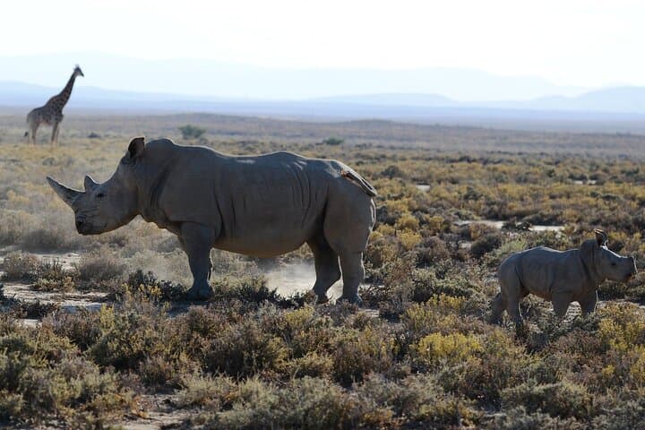 3-Day Arusha Safari: Tarangire & Ngorongoro Crater Wildlife Tour