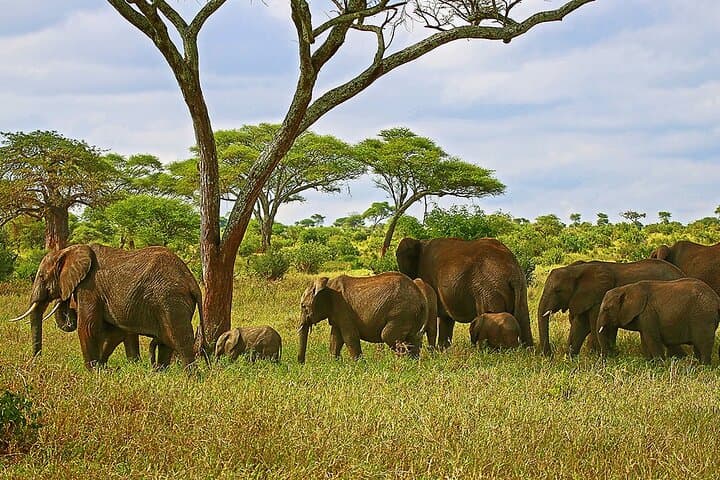 3-Day Arusha Safari: Tarangire & Ngorongoro Crater Wildlife Tour photo 4