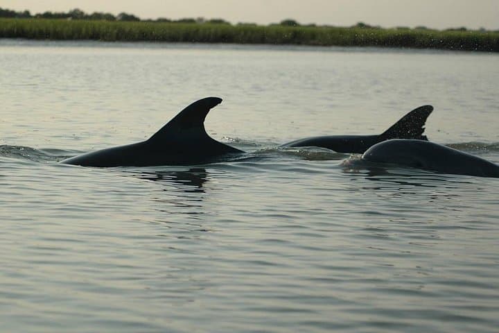 Beaufort Land & Sea: Historic Bus and Dolphin Cruise Combo photo 2