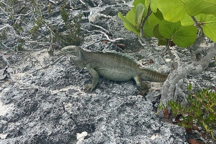 Full-Day Private Charter in Turks and Caicos: Snorkel Iguana Island & Shipwreck photo 5