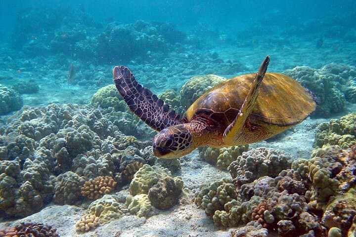 Sian Kaan Eco Boat & Snorkel Safari from Cancun