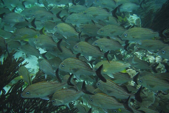 Sian Kaan Eco Boat & Snorkel Safari from Cancun photo 5