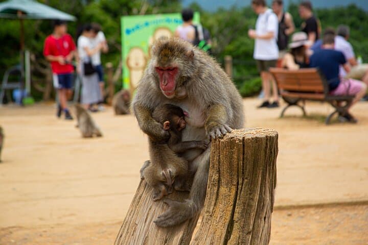 Arashiyama Bamboo Grove Walking Tour — Temple, Matcha & Monkey Park photo 5