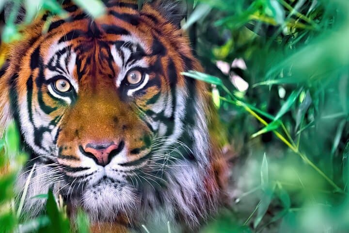 8-Day Golden Triangle with Ranthambore & Udaipur: Tigers, Taj Mahal & Palaces