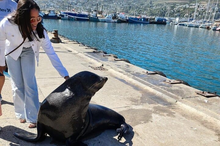 Hout Bay Seal Island Boat Trip and Chapmans Peak Drive — Full-Day from Cape Town photo 4