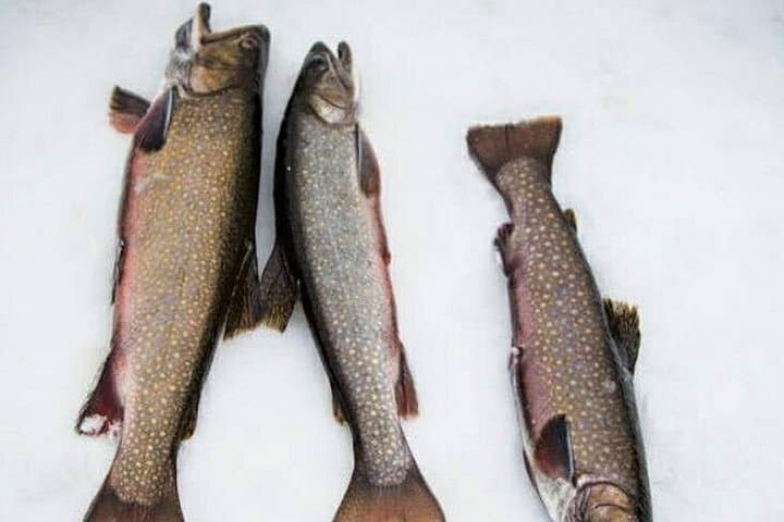 Quebec Guided Ice Fishing: 1-Hour Intro on a Frozen Lake photo 2