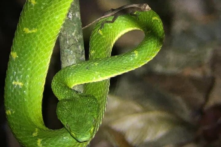 Monteverde Night Rainforest Hike: Twilight Wildlife Walk in Costa Rica photo 4