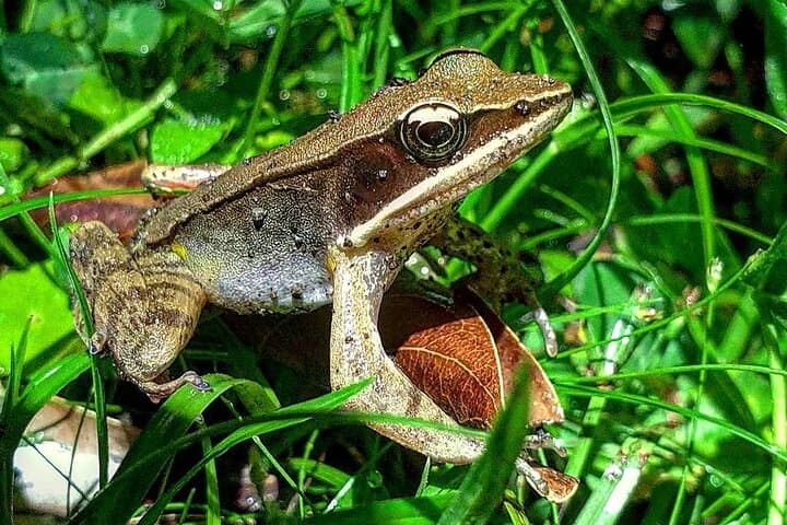 Monteverde Night Rainforest Hike: Twilight Wildlife Walk in Costa Rica photo 5