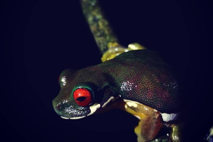 Monteverde Night Rainforest Hike: Twilight Wildlife Walk in Costa Rica photo 6