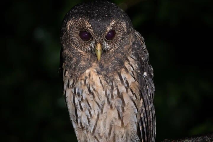 Monteverde Night Rainforest Hike: Twilight Wildlife Walk in Costa Rica photo 2