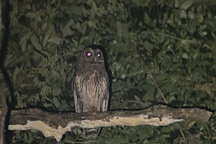 Night Walk in Monteverde Cloud Forest: Guided Nocturnal Wildlife Experience photo 5