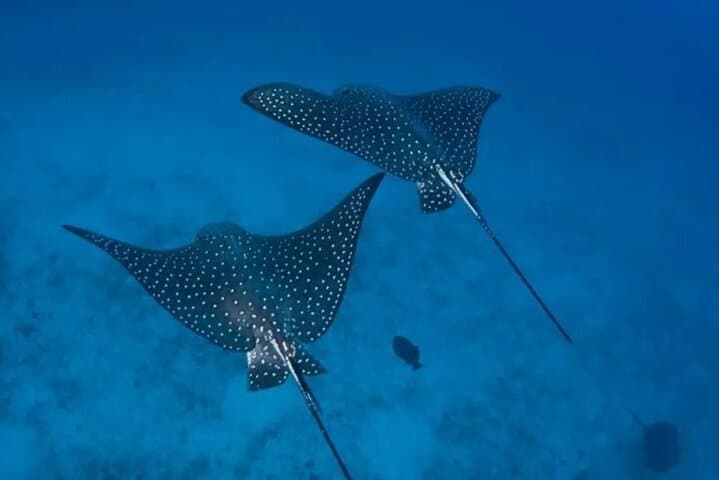 Playa Flamingo Private Snorkeling Tour: Turtles, Rays & Coral Reefs photo 2