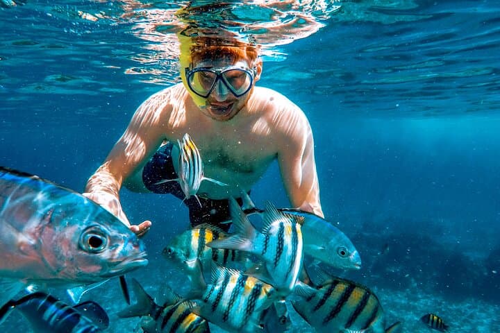 Cozumel Reefs Snorkeling: Palancar, Colombia & El Cielo in 4 Hours photo 4