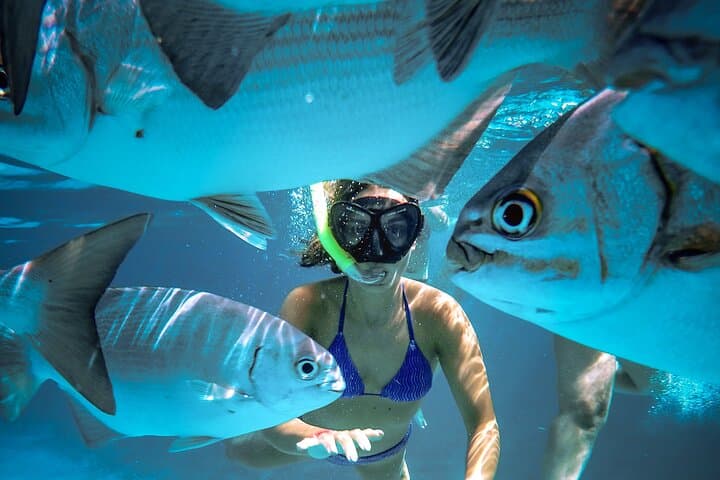 Cozumel Reefs Snorkeling: Palancar, Colombia & El Cielo in 4 Hours photo 6