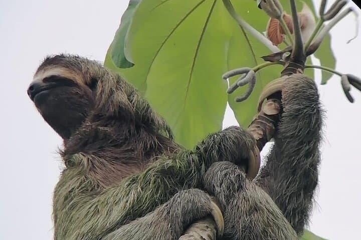 La Fortuna Sloth-Watching Tour: 3-Hour Guided Wildlife Experience