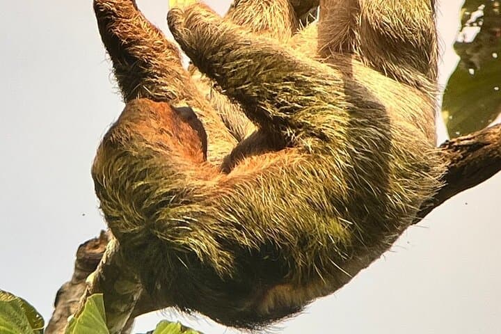 La Fortuna Sloth-Watching Tour: 3-Hour Guided Wildlife Experience photo 2