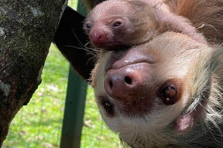La Fortuna Sloth-Watching Tour: 3-Hour Guided Wildlife Experience photo 3