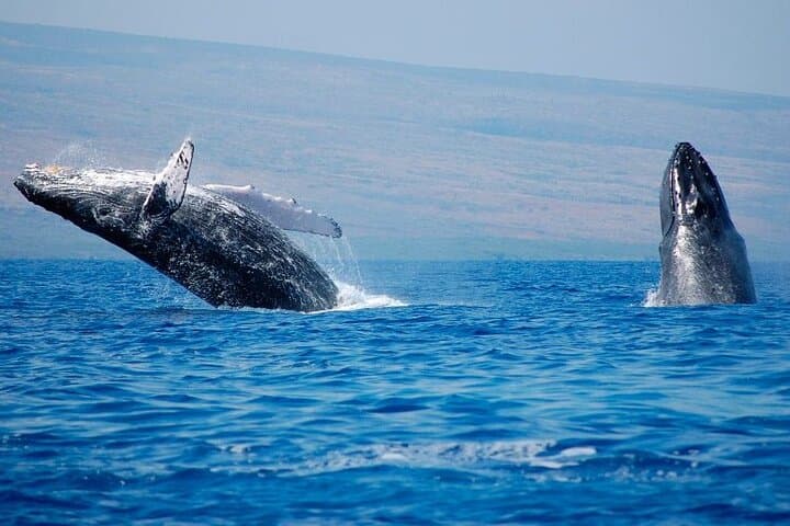Samaná Humpback Whale Excursion: El Limón, Cayo Levantado & Bay Tour photo 4