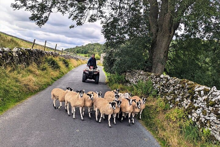 Yorkshire Dales: All Creatures Great & Small Small-Group Tour from York photo 5