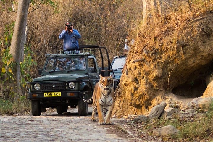 Jim Corbett Jeep Safari: 4-Hour Wild Game Drive in Corbett National Park photo 2