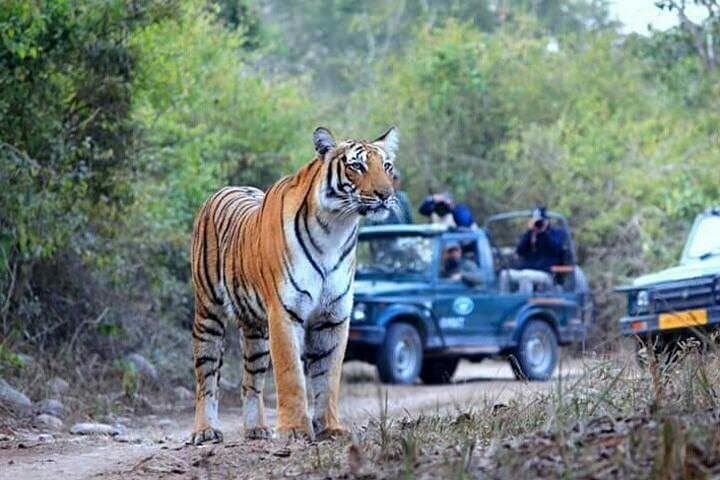 Jim Corbett Jeep Safari: 4-Hour Wild Game Drive in Corbett National Park photo 3