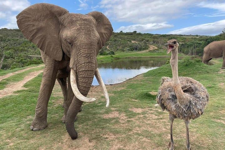 Full-Day Big Five Safari from Cape Town to Aquila Private Game Reserve photo 1