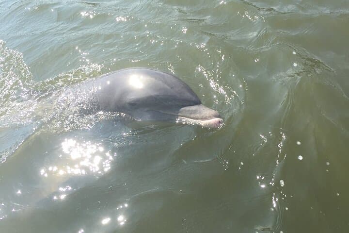 Best of Marco Island Cruise: Ten Thousand Islands, Wildlife & Cape Romano Dome House photo 5