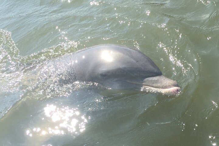 Exploring Marco Island’s Wild Waters: The Best of Marco Island Dolphin Tour Experience
