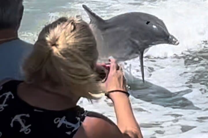 Exploring Marco Island’s Wild Waters: The Best of Marco Island Dolphin Tour Experience photo 5