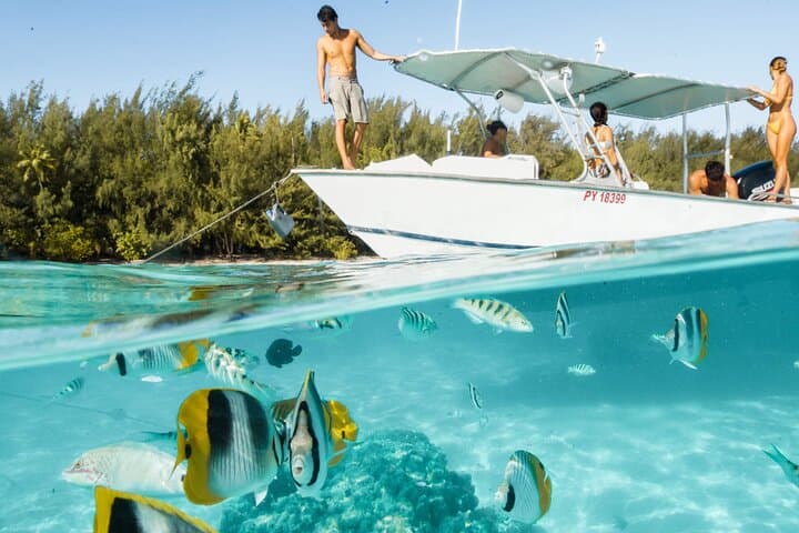 Moorea Half-Day Lagoon Tour — Snorkel with Rays, Sharks & Turtles