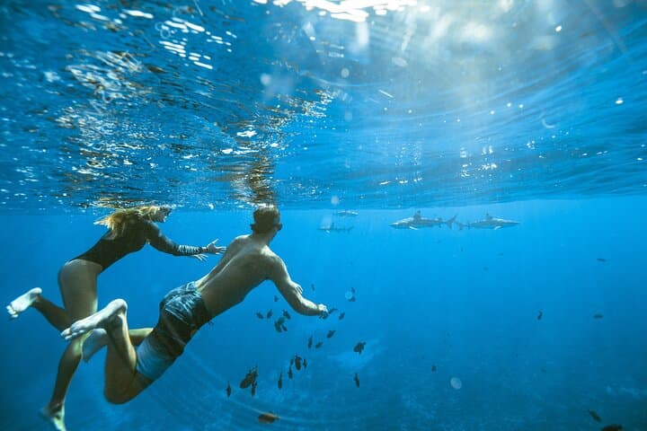 Moorea Half-Day Lagoon Tour — Snorkel with Rays, Sharks & Turtles photo 2