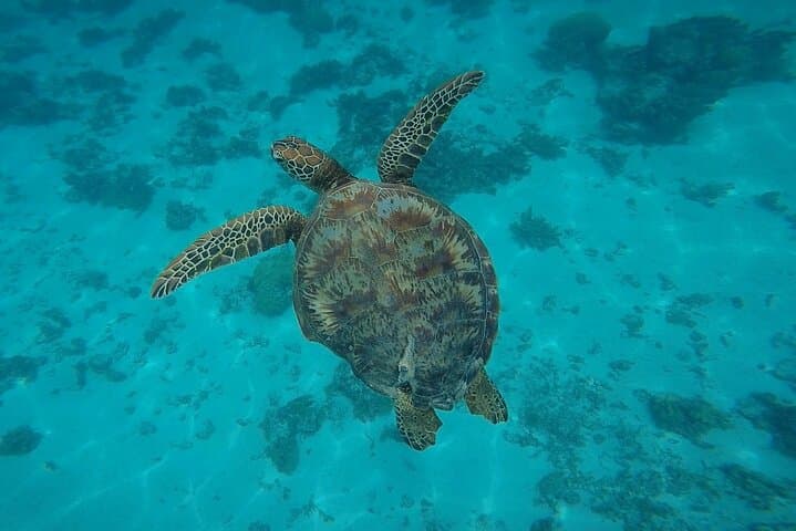 Private Marine Wildlife Tour Moorea — Snorkel Rays, Sharks & Turtles photo 4