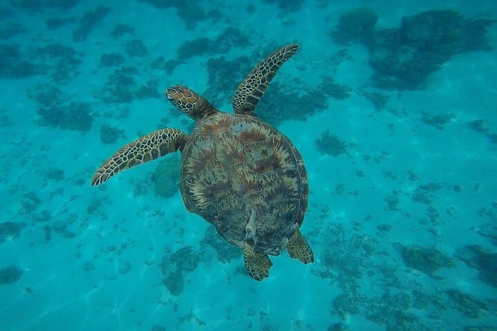 Moorea Half-Day Lagoon Tour — Snorkel with Rays, Sharks & Turtles photo 4