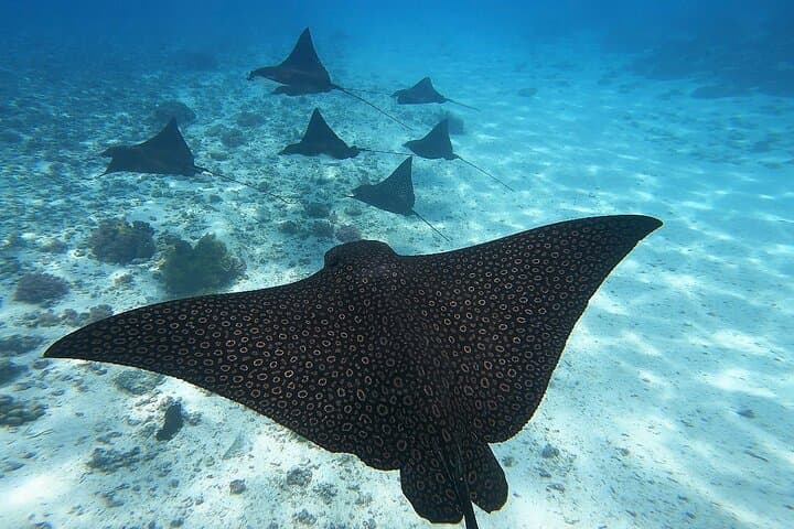 Moorea Half-Day Lagoon Tour — Snorkel with Rays, Sharks & Turtles photo 5
