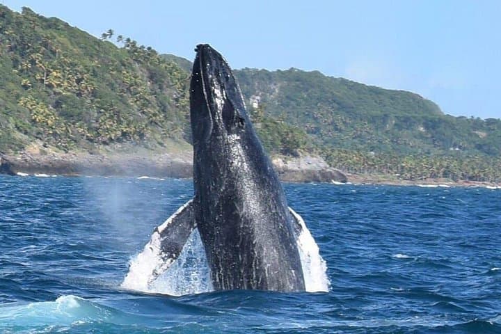 Whale Watching from Punta Cana to Samaná: Half-Day Tour to Bacardi Island & El Limón photo 1
