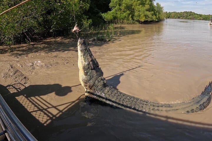 Adelaide River Jumping Crocodile Cruise from Darwin — Half-Day Croc Bus Adventure photo 5