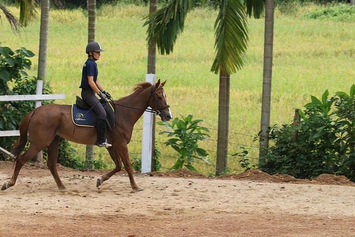 Horse Riding in Nuwara Eliya: 4-Hour Tea-Estate Trail Ride photo 1