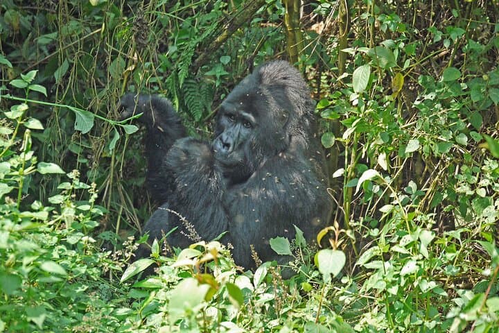 3-Day Bwindi Gorilla Trek: Close Encounters in Uganda's Impenetrable Forest photo 3