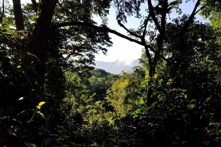 3-Day Bwindi Gorilla Trek: Close Encounters in Uganda's Impenetrable Forest photo 4