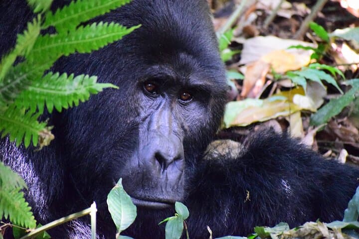 3-Day Bwindi Gorilla Trek: Close Encounters in Uganda's Impenetrable Forest photo 5