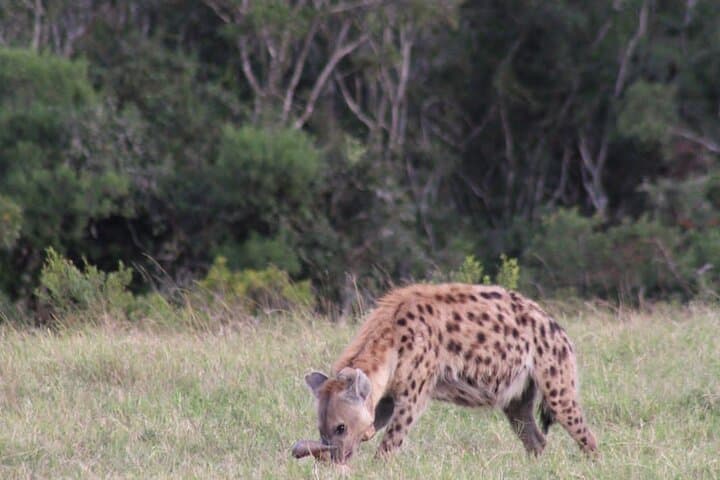 Addo Elephant Park Full-Day Photo Safari: Big 7 Wildlife Drive from Port Elizabeth photo 4
