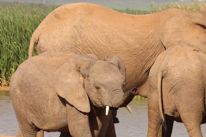 Addo Elephant Park Full-Day Photo Safari: Big 7 Wildlife Drive from Port Elizabeth photo 5
