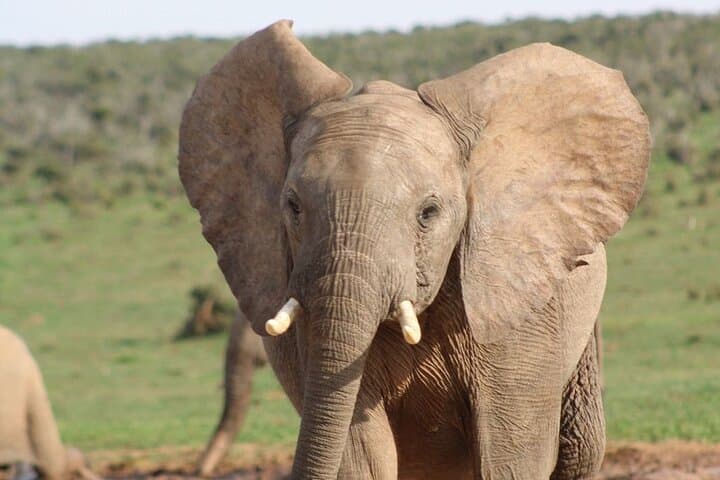 Addo Elephant Park Full-Day Photo Safari: Big 7 Wildlife Drive from Port Elizabeth photo 2