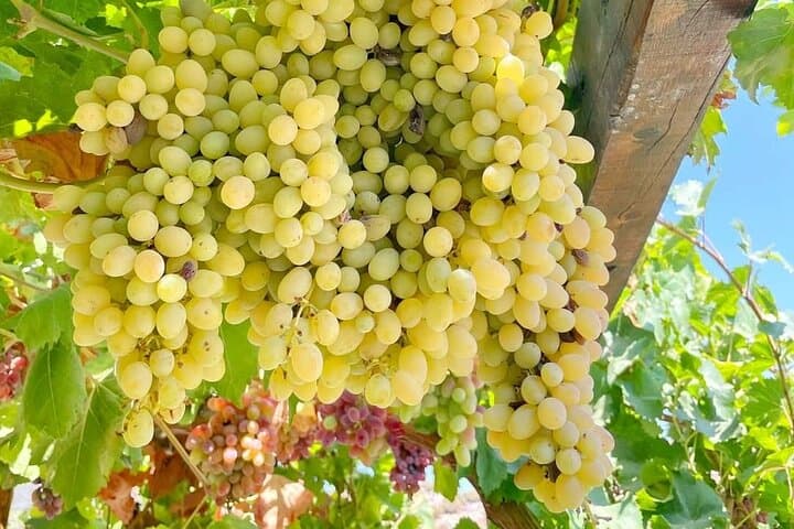 Rhodes Wine & Culinary Experience: 11-Course Lunch, Vineyard Tour & Cooking Class photo 5